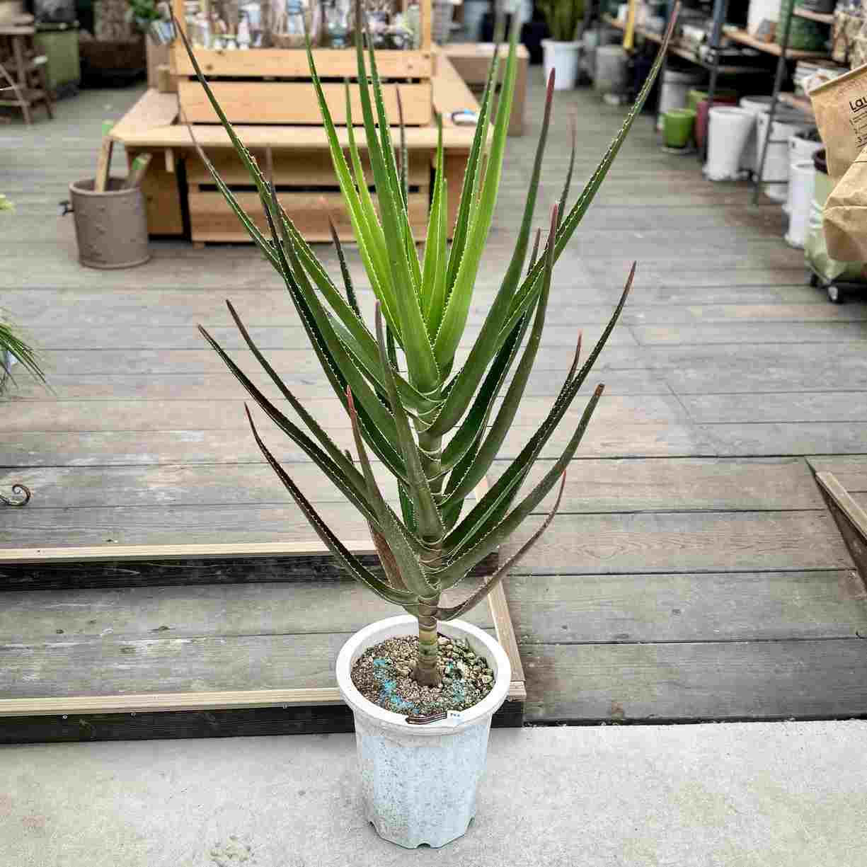 ���տ�ʪ�������� �ȥ󥬥��󥷥� ��ǥ塼��*�緿�����������