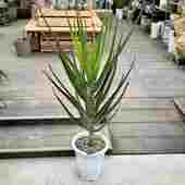 ���տ�ʪ�������� �ȥ󥬥��󥷥� ��ǥ塼��*�緿�����������