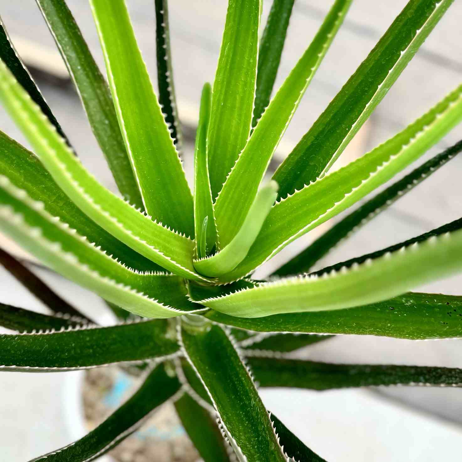観葉植物：アロエ トンガエンシス メデューサ*大型佐川急便配送