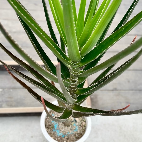 観葉植物：アロエ トンガエンシス メデューサ*大型佐川急便配送