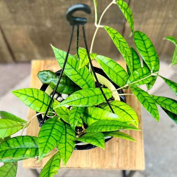 おしゃれ 観葉植物：ホヤ カリストフィラ*5号吊り鉢 | 観葉植物,吊り鉢
