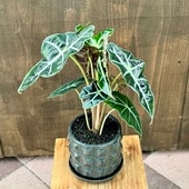  տʪ ݥ꡼ ȭ* Alocasia 'Polly'