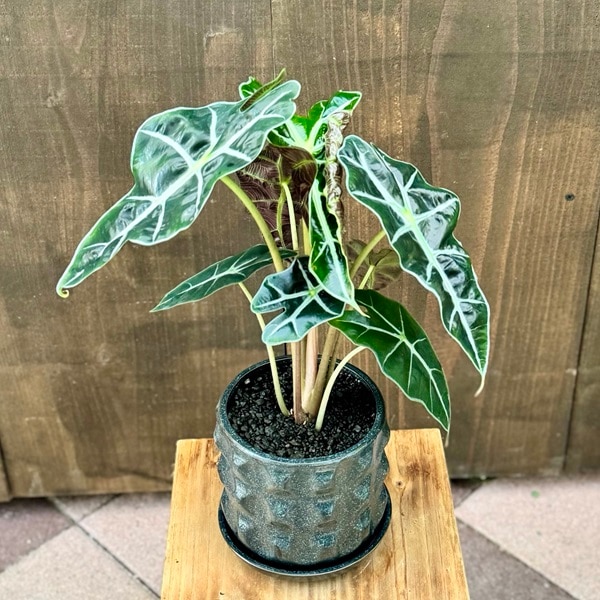 おしゃれ 観葉植物：アロカシア ポリー 鉢植え*受皿付 Alocasia 'Polly