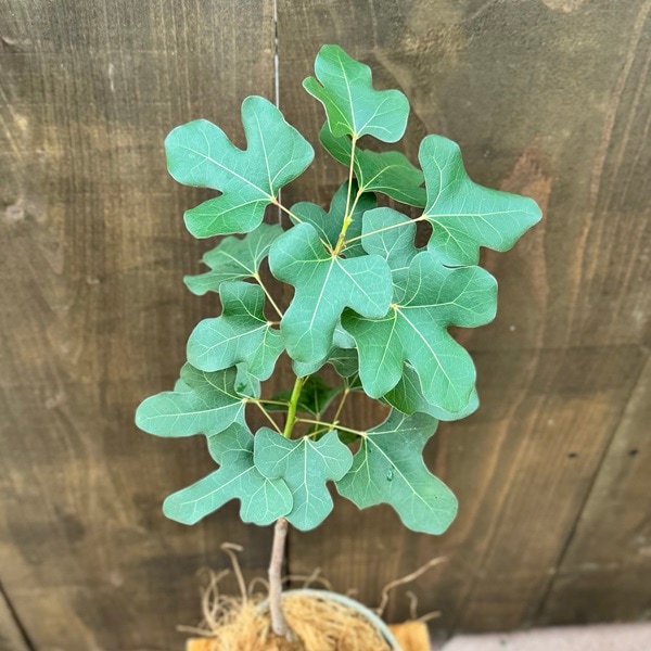 おしゃれ 観葉植物：ブラキキトン ボトルツリー 鉢植え*受皿付 まる葉