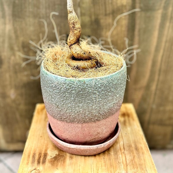 おしゃれ 観葉植物：ブラキキトン ボトルツリー 鉢植え*受皿付 まる葉