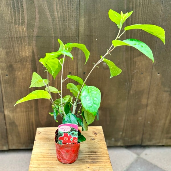 観葉植物 苗 品種選べる：原種ハイビスカス *コキオ アーノッティ