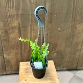 ������� ���տ�ʪ�����ԥե���� ���󥰥ꥬ��*3.5���ߤ�ȭ �ե��å���ܡ��� ��������