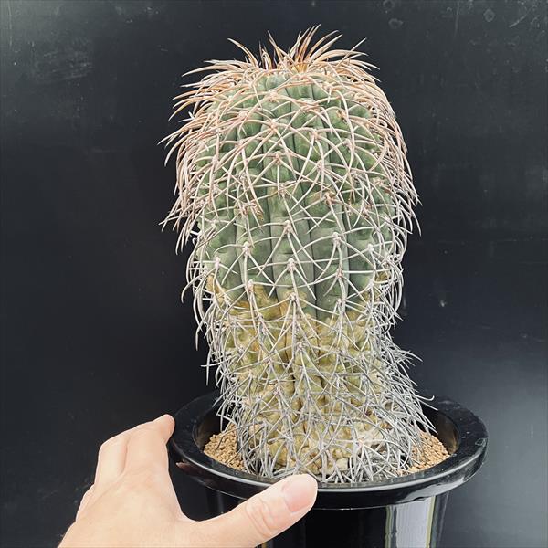 ギムノカリキウム 猫爪天平丸×フェロシオール 厳選株