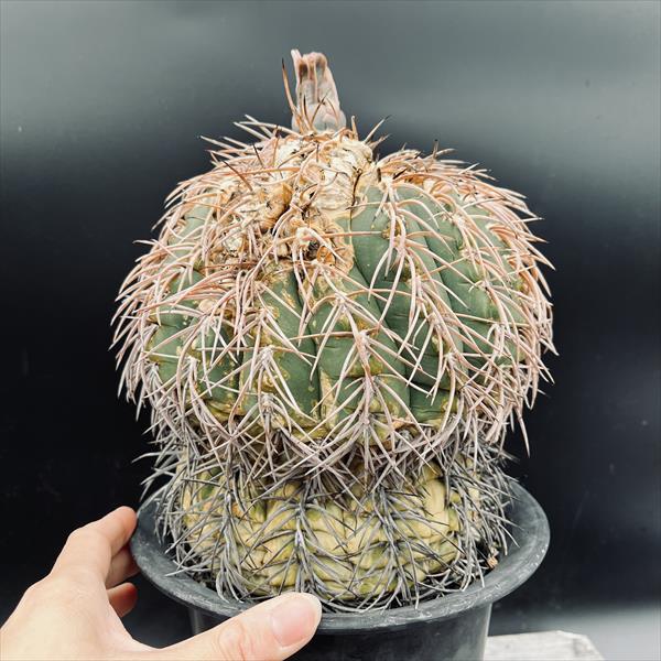 サボテン：ギムノカリキウム 猫爪天平丸*幅16cm 現品！一品限り ※傷