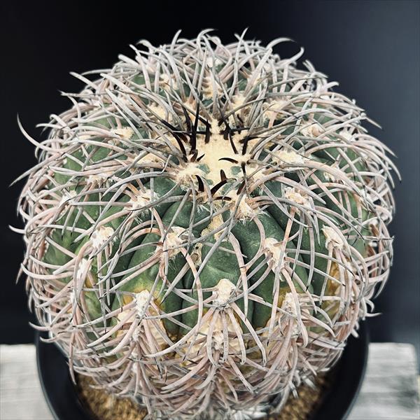 サボテン：ギムノカリキウム 猫爪天平丸 ツギ*幅13cm 現品！一品限り