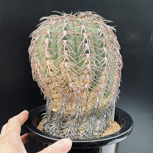 サボテン：ギムノカリキウム 猫爪天平丸 ツギ*幅13cm 現品！一品限り