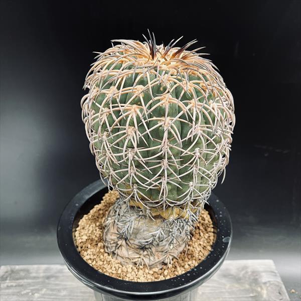 サボテン：ギムノカリキウム 猫爪天平丸 マジョール 実生*幅12cm 現品