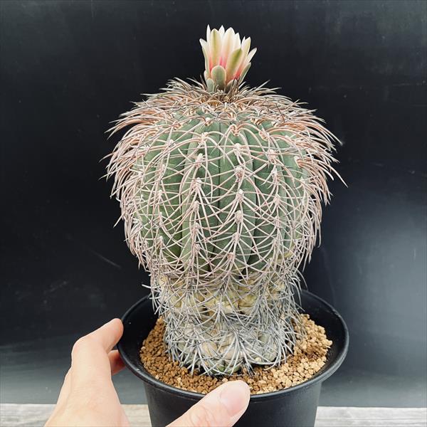 サボテン：ギムノカリキウム 猫爪天平丸 ユ*幅11cm 現品！一品限り