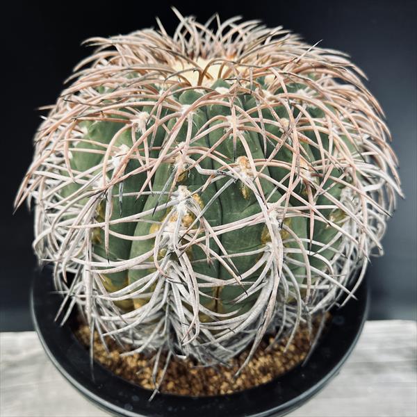 短刺天平丸　猫爪　狂刺　ギムノカリキウム　希少自根　発根済　国内繁殖苗　サボテン 楽天市場】サボテン：ギムノカリキウム 猫爪天平丸 ツギ*幅13cm