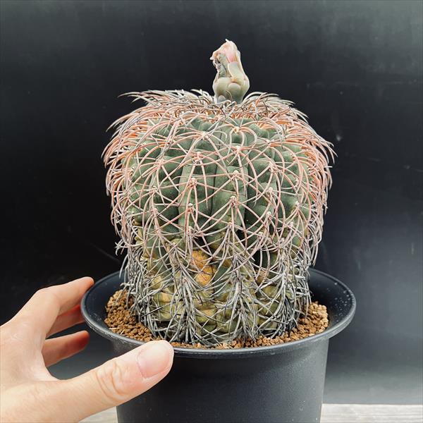 短刺天平丸　猫爪　狂刺　ギムノカリキウム　希少自根　発根済　国内繁殖苗　サボテン ☆特価☆サボテン：ギムノカリキウム 猫爪天平丸 自根*幅11cm