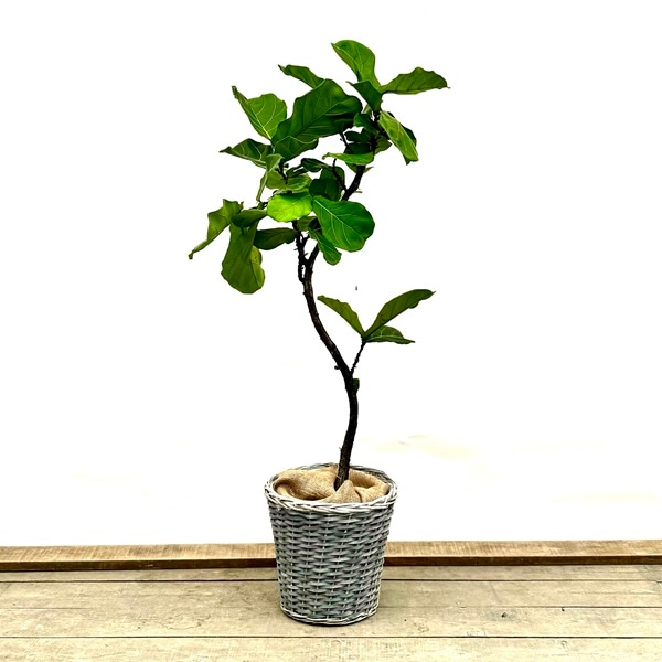 おしゃれ 観葉植物：カシワバゴムの木 バンビーノ カゴ*麻布 2箱でお