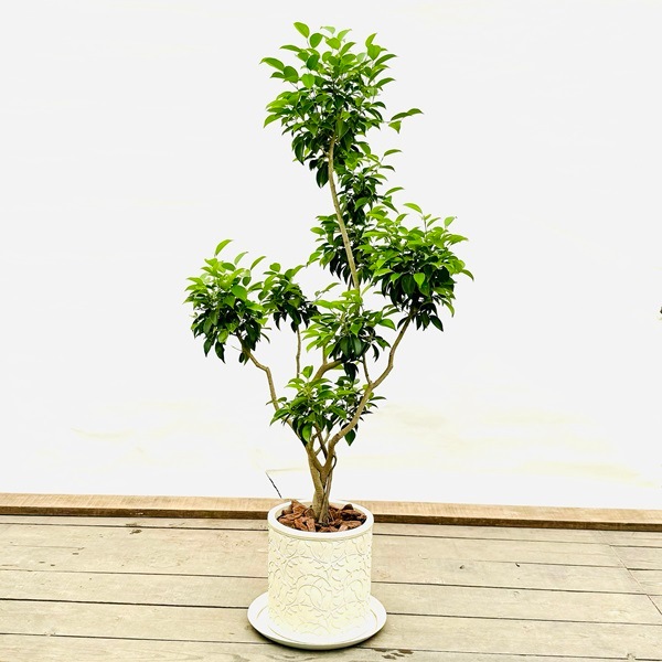 おしゃれ 観葉植物：フィカス ベンジャミン 鉢植え*受皿付 大型佐川