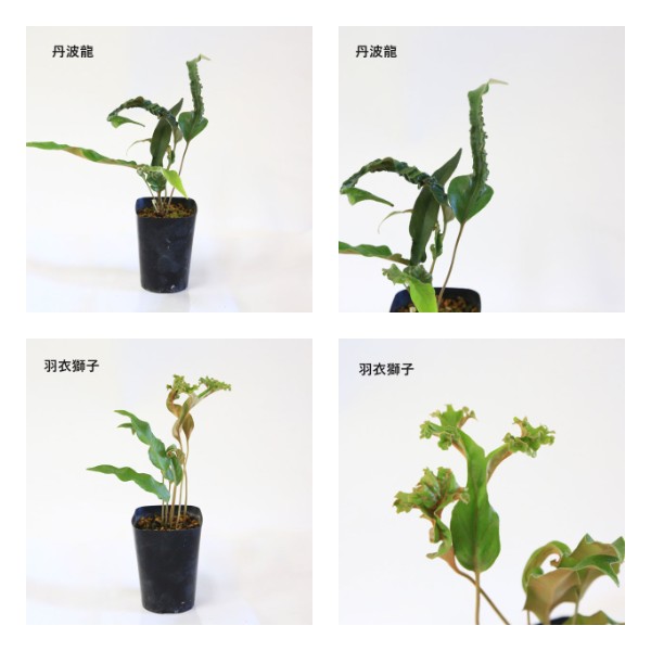 苗：山野草 ヒトツバ * 一ツ葉 品種お選びください | 新着商品