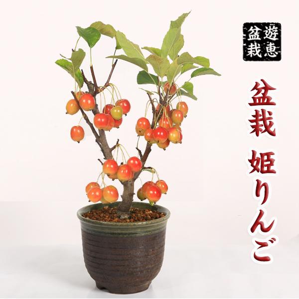 中品盆栽：姫りんご(瀬戸焼緑縁深鉢)*姫リンゴひめりんご実物和鉢和風
