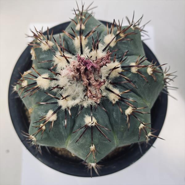 ☆特価☆サボテン：エキノカクタス 太平丸 竜神ツギ*幅12cm 現品！一品