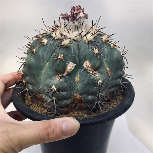 ☆特価☆サボテン：エキノカクタス 太平丸 竜神ツギ*幅12cm 現品