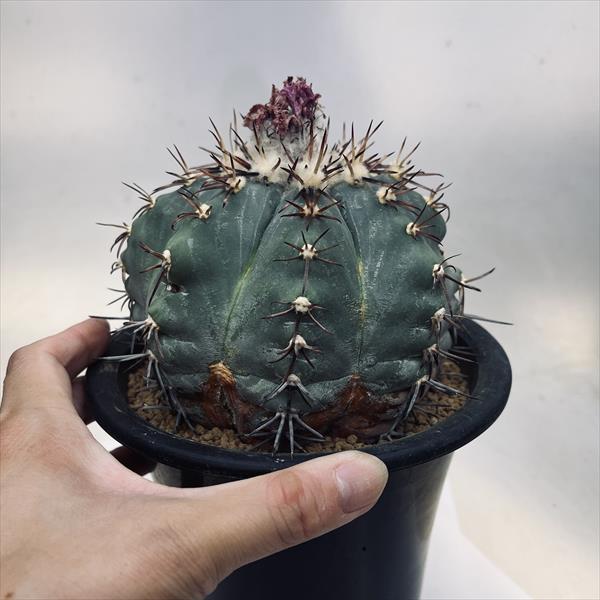 翠平丸　大株　抜き苗　サボテン　竜神接？ 2025年最新】翠平丸 サボテンの人気アイテム - メルカリ