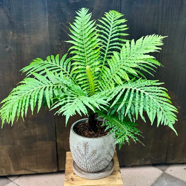 おしゃれ 観葉植物 西洋シダ植物：ブレクナム シルバーレディー 鉢植え