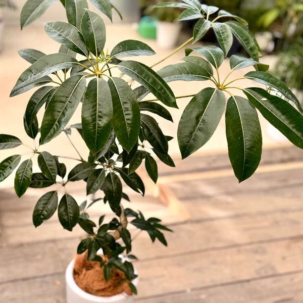 おしゃれ 観葉植物：ツピタンサス 鉢植え 受皿付*ココヤシ 現品をお