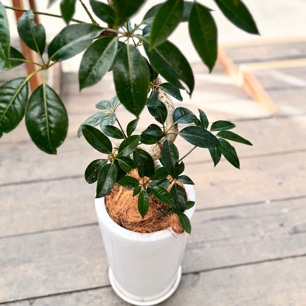 おしゃれ 観葉植物：ツピタンサス 鉢植え 受皿付*ココヤシ 現品をお