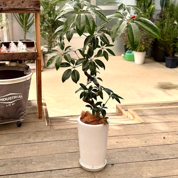 おしゃれ 観葉植物：ツピタンサス 鉢植え 受皿付*ココヤシ 現品をお