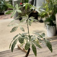 おしゃれ 観葉植物：斑入りパキラ ミルキーウェイ*プラポット 現品5番
