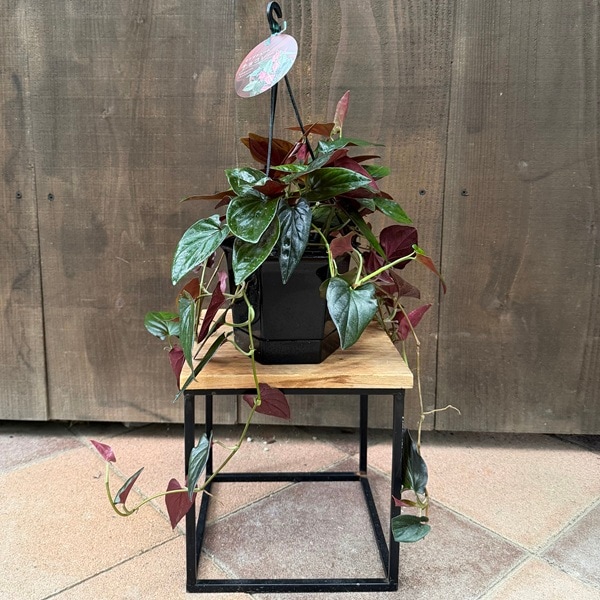 おしゃれ 観葉植物：シンゴニウム チョコレート*5号吊り鉢 | 観葉植物