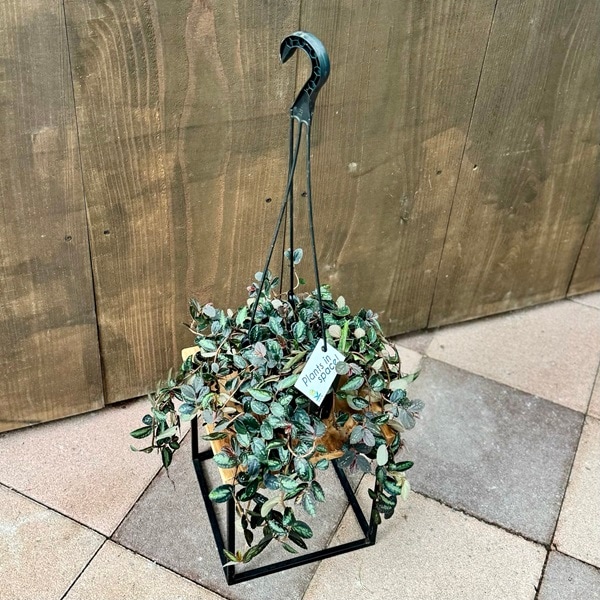 おしゃれ 観葉植物：ペリオニア レペンス*5号 吊り鉢 | 観葉植物,吊り