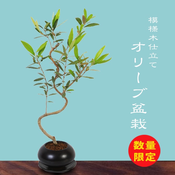 姫オリーブ A3174☆オリーブ 花物実物 貴風盆栽☆「送料無料」浦部陽