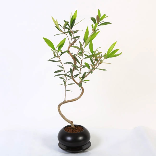 数量限定 和モダン盆栽：オリーブ盆栽*（モダン陶器鉢・受け皿付き