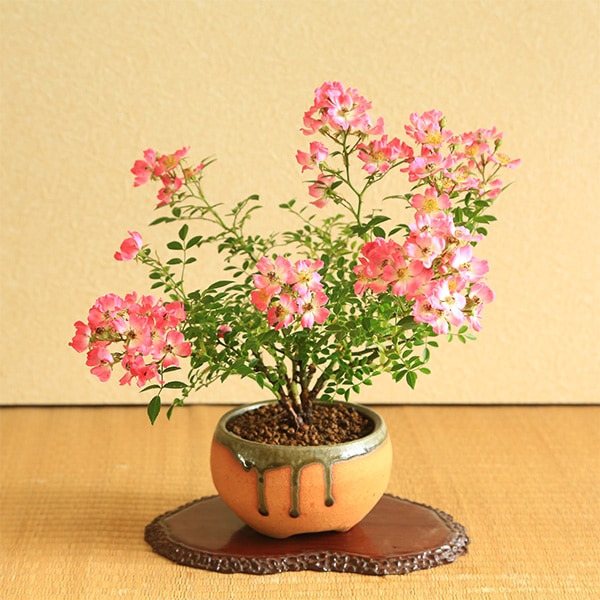 盆栽：雅バラ（信楽焼鉢）*みやびばらミヤビバラ一重ピンク bonsai