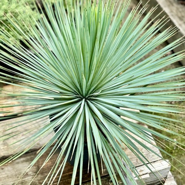 おしゃれ 観葉植物：ユッカ ロストラータ*セラアート鉢 Yucca