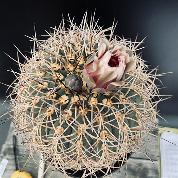サボテン　光琳玉　30個程度　ギムノカリキウム Gymnocalycium cardenasianum ギムノカリキウム 光琳玉 サボテン