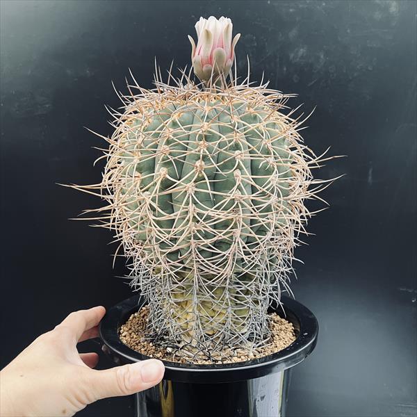 サボテン：ギムノカリキウム 光琳玉 ツギ（竜神）*幅15cm 現品！一品