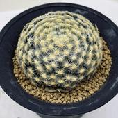 ���ܥƥ󡧥ޥߥ�ꥢ������*��7.5���