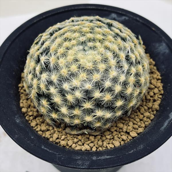 サボテン：マミラリア 明星*幅7.5cm | サボテン＆多肉植物,サボテン