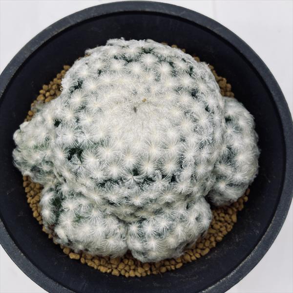 サボテン：マミラリア 白星*幅10cm | サボテン＆多肉植物,サボテン