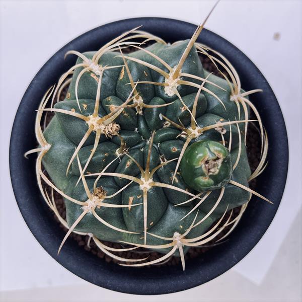 サボテン：ギムノカリキウム 金碧 実生*幅10cm | サボテン＆多肉植物