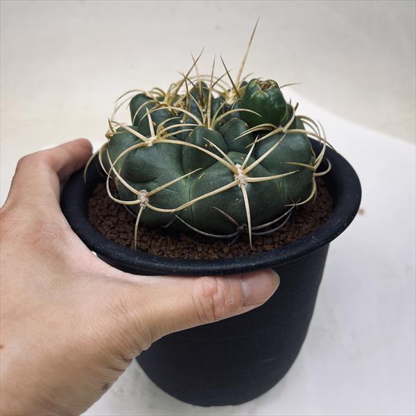 サボテン：ギムノカリキウム 金碧 実生*幅10cm | サボテン＆多肉植物
