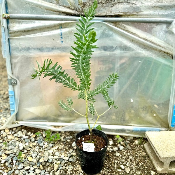 花苗 観葉植物：アカシア ブルーブッシュ*5号 Blue bush | 観葉植物