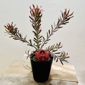 ������졡���տ�ʪ���ġ���塼���ǥ�ɥ��󡡥���꡼���硼����*5��