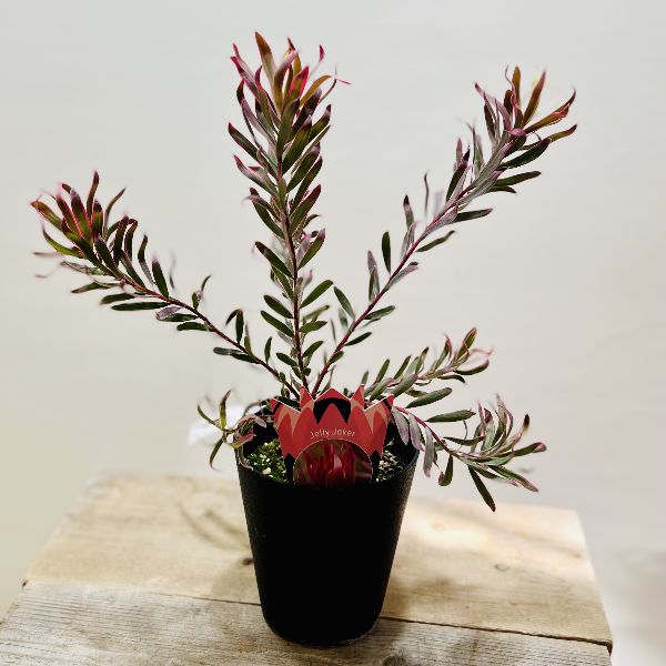 おしゃれ 観葉植物 苗：リューカデンドロン ジョリージョーカー*5号
