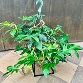 ������졡���տ�ʪ ���ե����ǥ�ɥ��󡡥ե����*5�桡�ߤ�ȭ