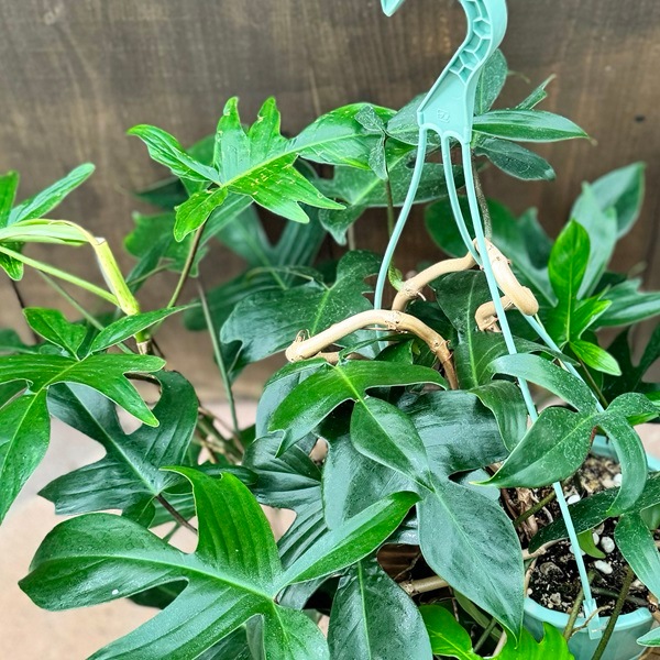 フィロデンドロン フロリダブロンズ フィロデンドロン フロリダ