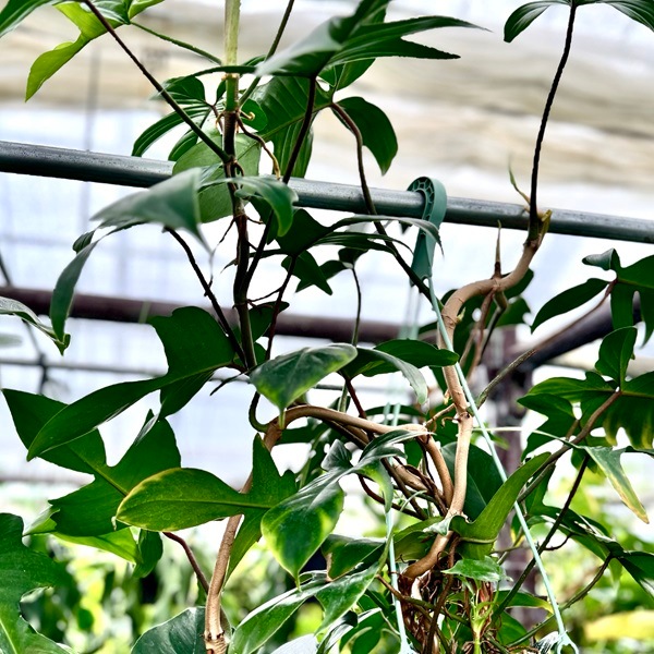 おしゃれ 観葉植物 ：フィロデンドロン フロリダ*5号 吊り鉢 | 観葉